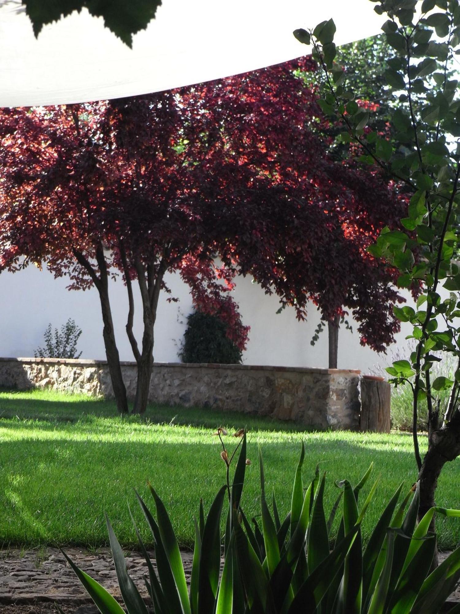 Casa Rural La Alameda Madridejos Kültér fotó