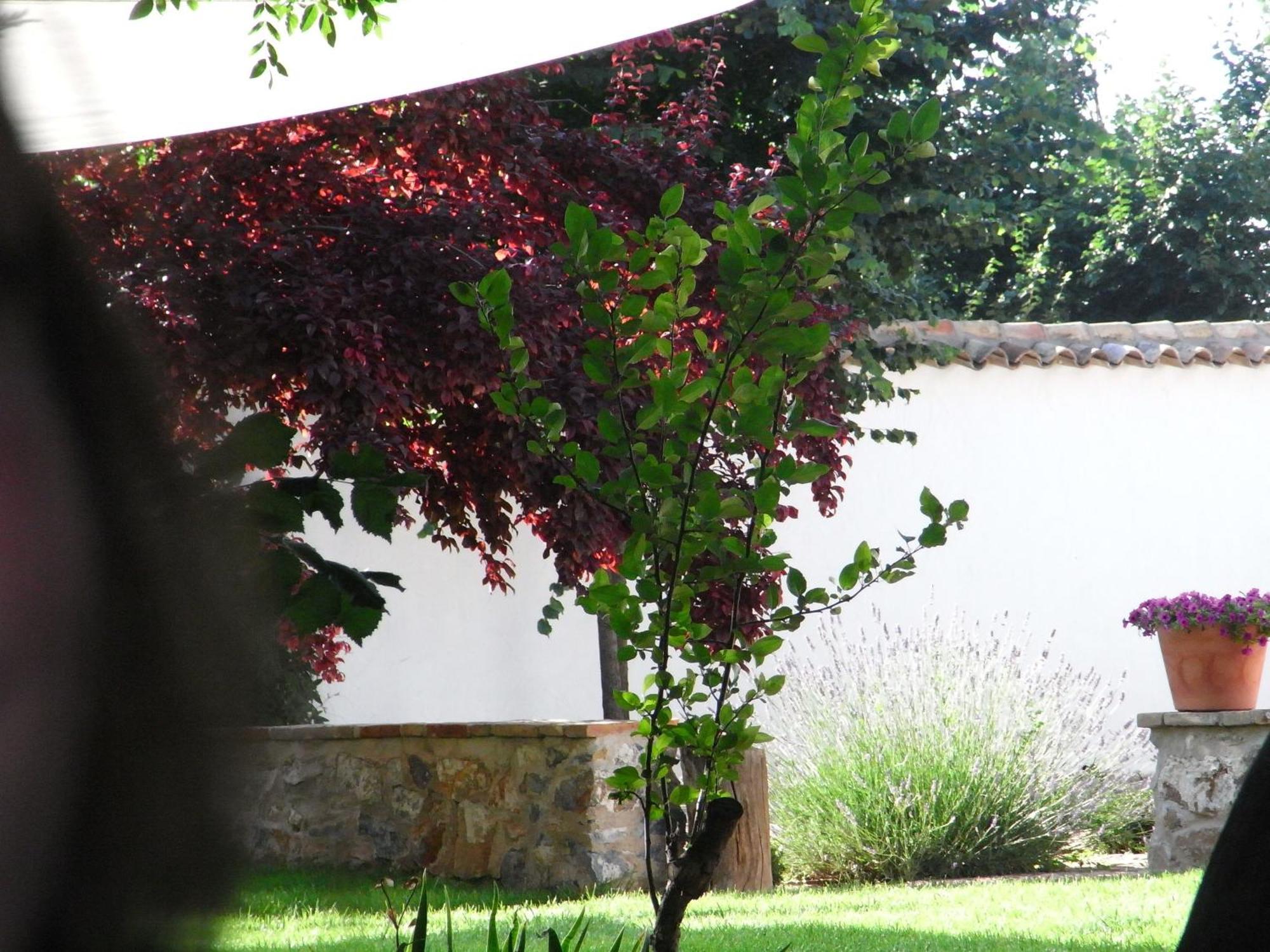 Casa Rural La Alameda Madridejos Kültér fotó